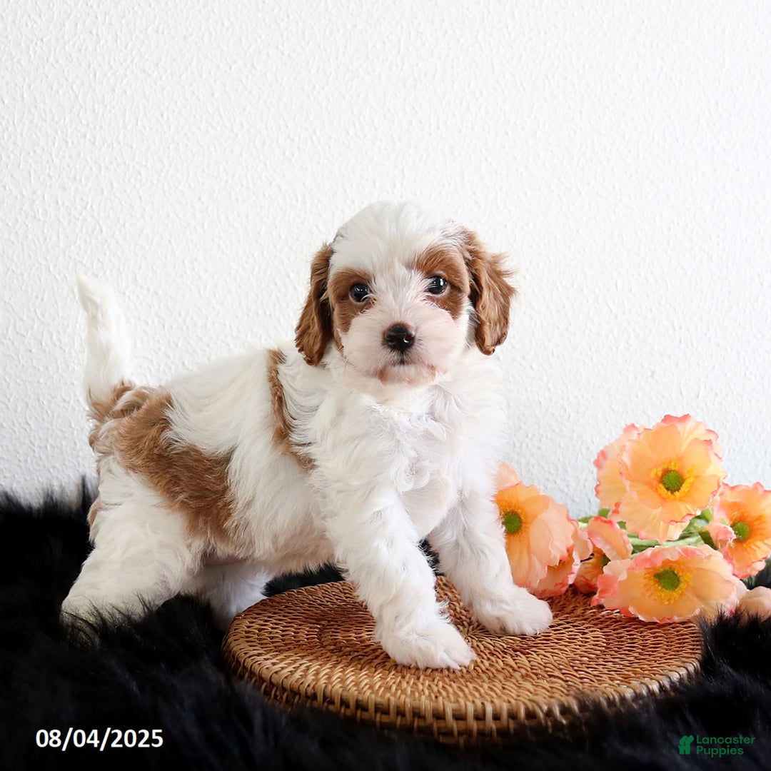 Cavapoo dogs for sale: Lilly - Image 1