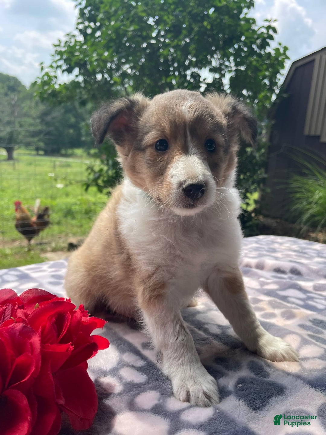 Shetland Sheepdog dogs for sale: Theo - Image 4