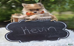 Pomeranian dogs for sale: Kevin - Image 3