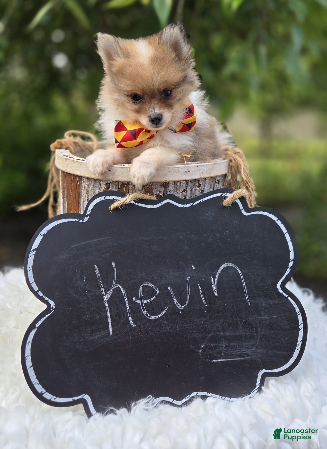 Pomeranian dogs for sale: Kevin - Image 3
