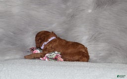 Mini Goldendoodle dogs for sale: Cami - Image 7