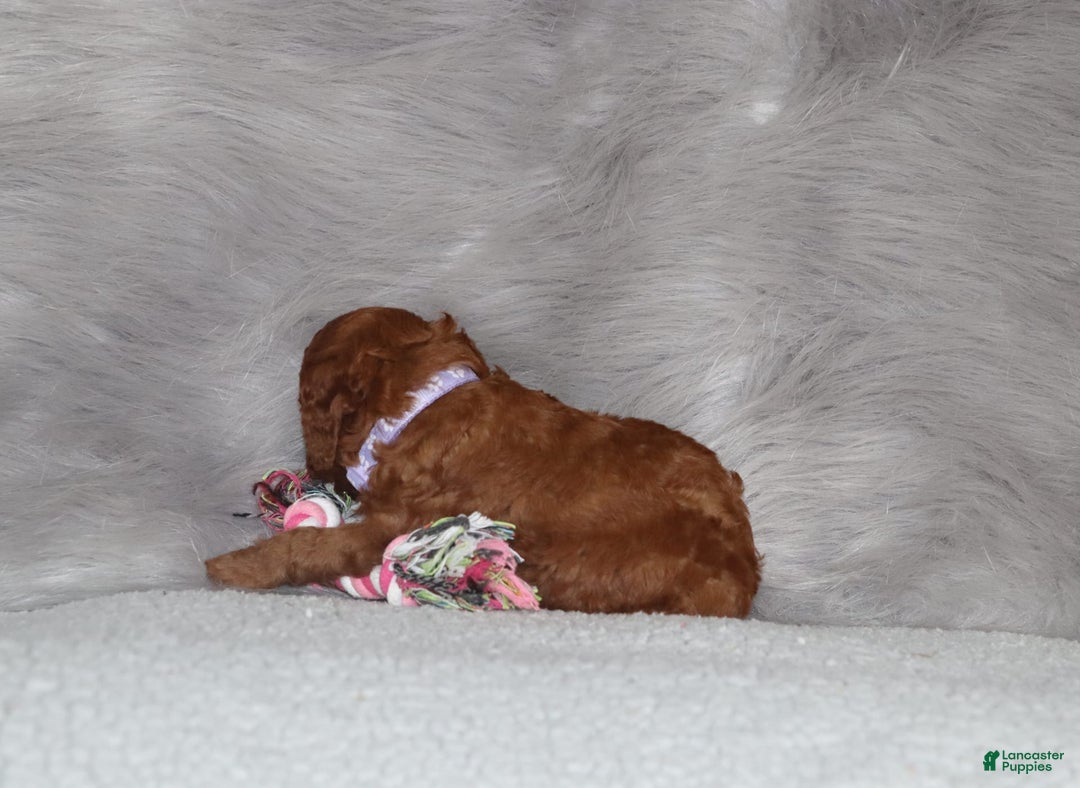 Mini Goldendoodle dogs for sale: Cami - Image 7