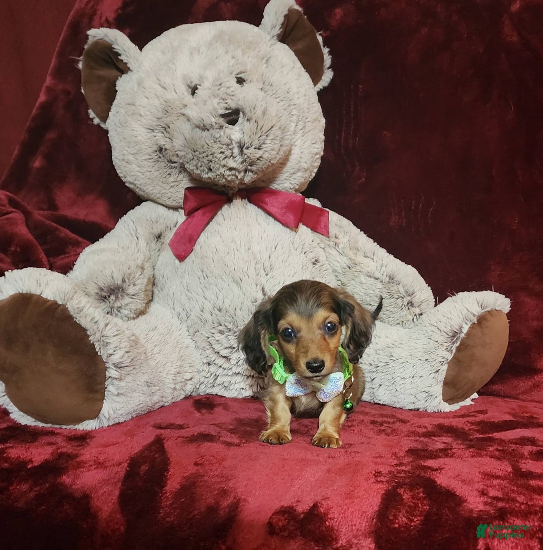 Miniature Dachshund dogs for sale: Wylie - Image 4