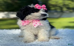 Goldendoodle dogs for sale: Molly - Image 2