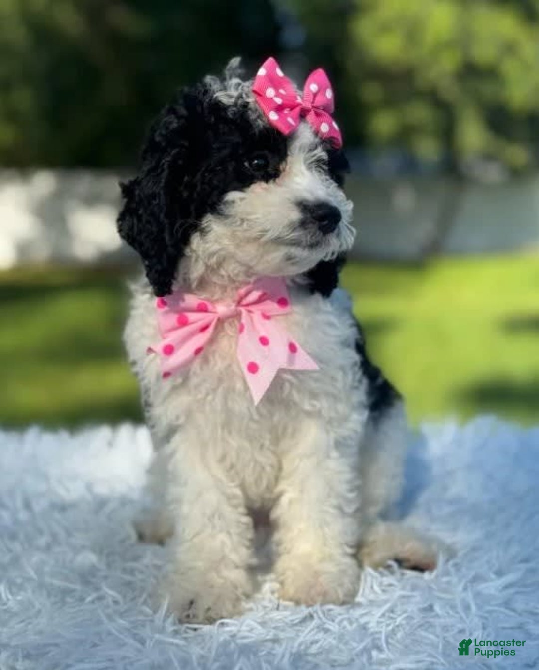 Goldendoodle dogs for sale: Molly - Image 2