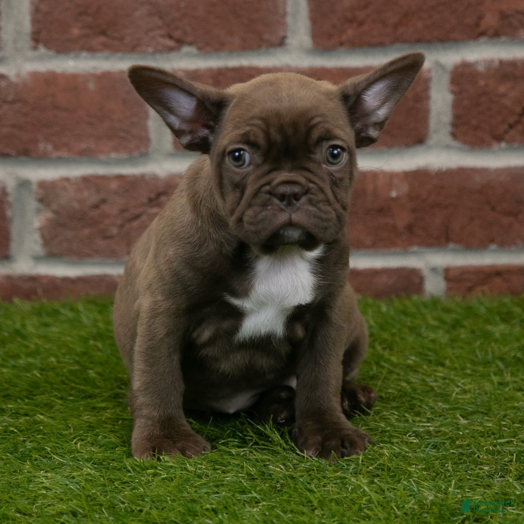 Frenchton dogs for sale: Bonnie - Image 9