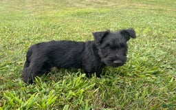Scottish Terrier dogs for sale: Boone - Image 8
