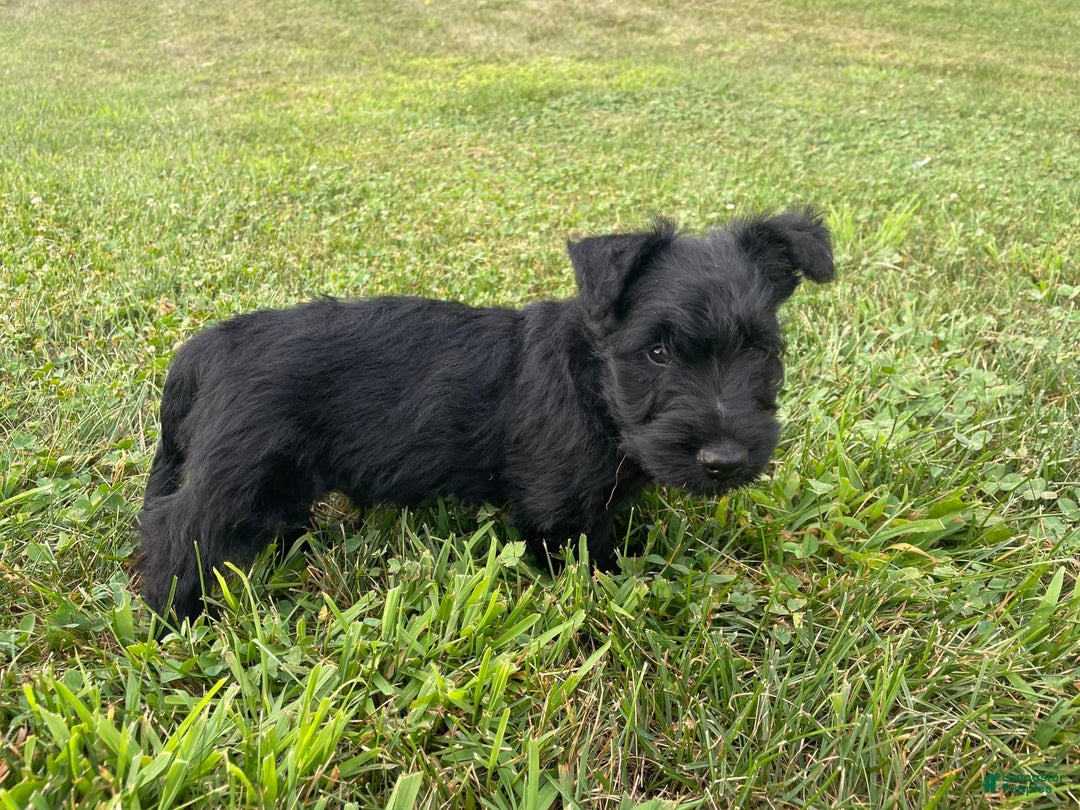 Scottish Terrier dogs for sale: Boone - Image 8