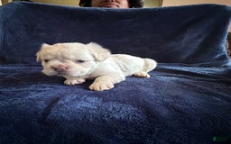 French Bulldog dogs for sale: Pynk - Image 3