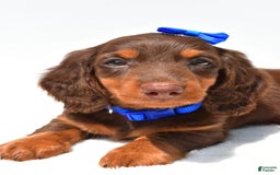 Miniature Dachshund dogs for sale: Lucky - Image 1