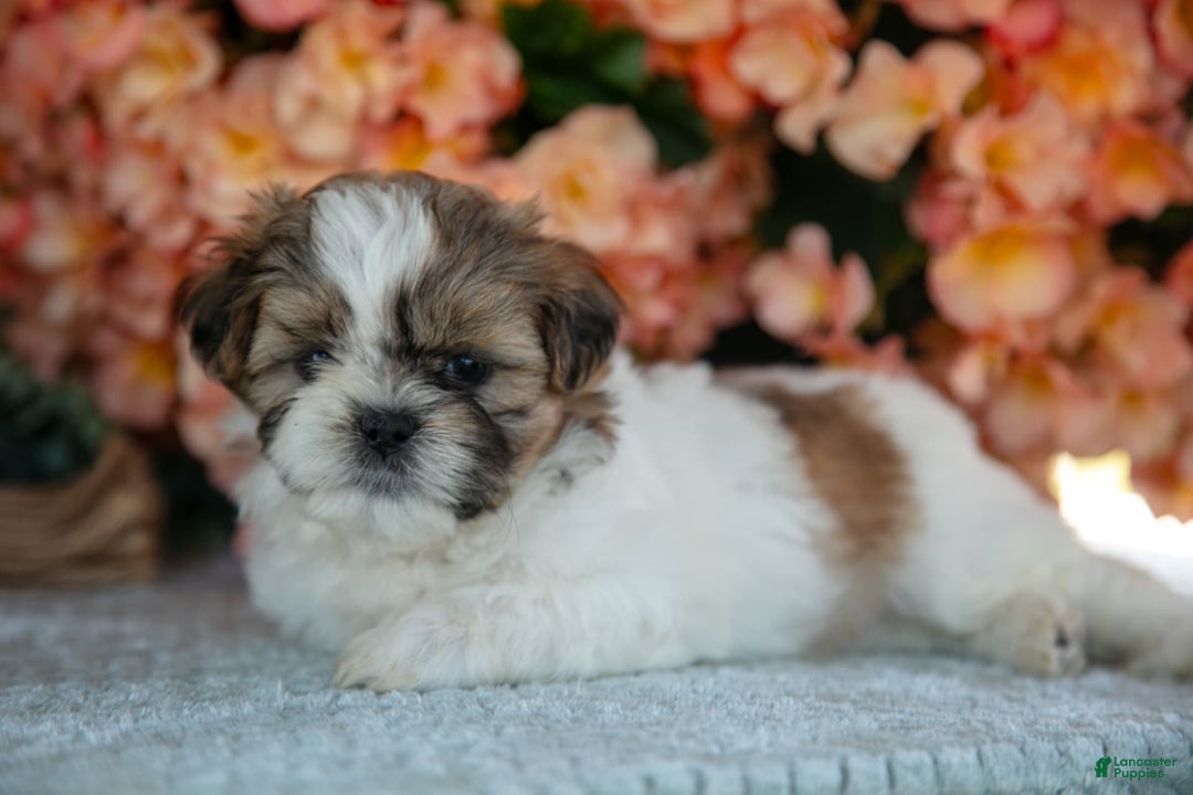 Shih Tzu dogs for sale: Diamond - Image 3