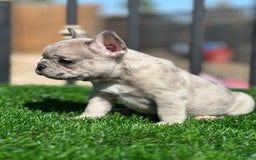 French Bulldog dogs for sale: Tata - Image 1