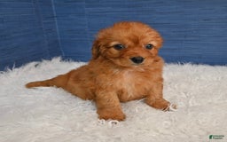 Cavapoo dogs for sale: Jacoby - Image 9