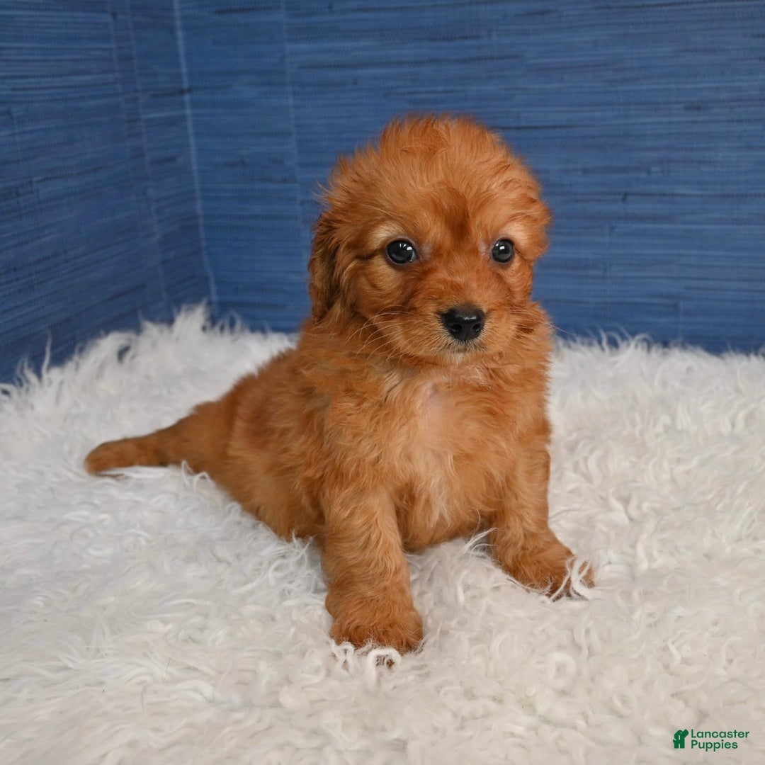 Cavapoo dogs for sale: Jacoby - Image 9