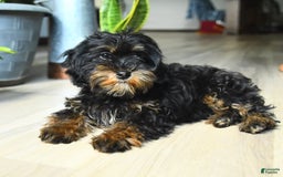 Havapoo dogs for sale: House Raised Sparkles - Image 3