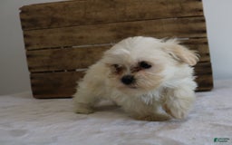 Teddy Bear dogs for sale: Kammy - Image 7