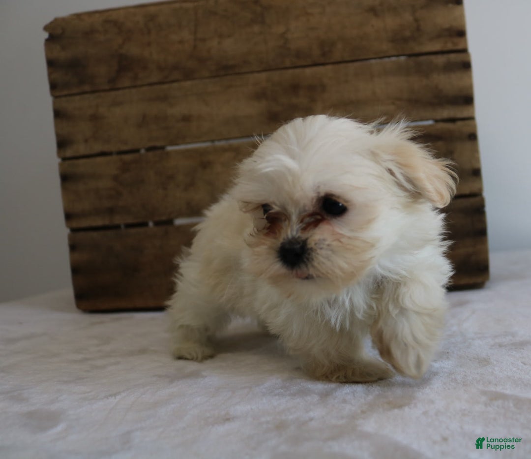 Teddy Bear dogs for sale: Kammy - Image 7