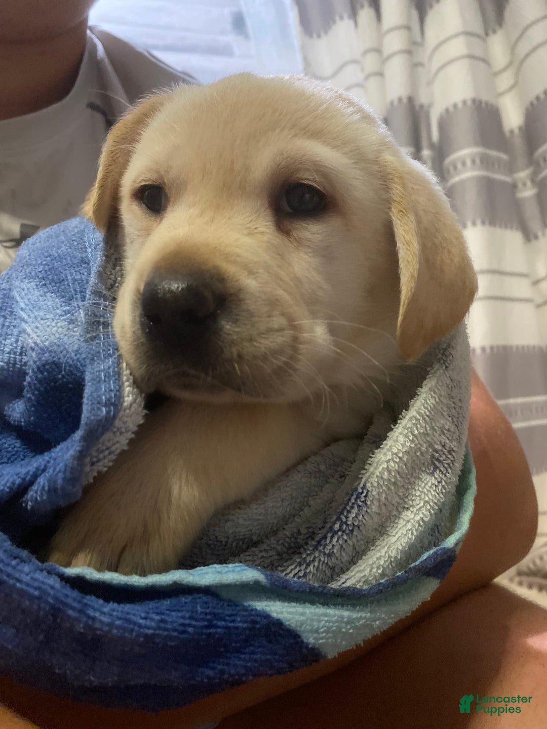 Labrador Retriever dogs for sale: Frannie - Image 2
