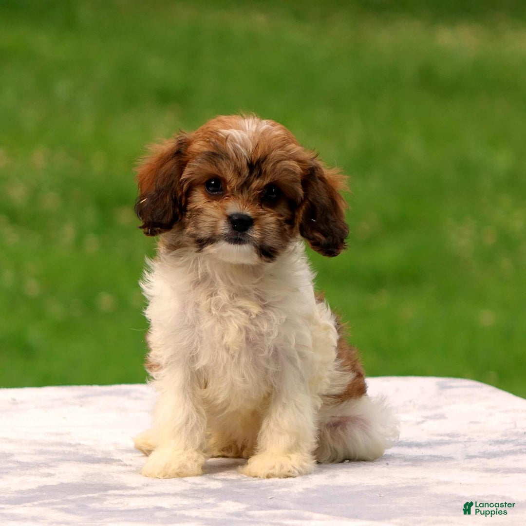 Cavachon dogs for sale: Abbey - Image 1