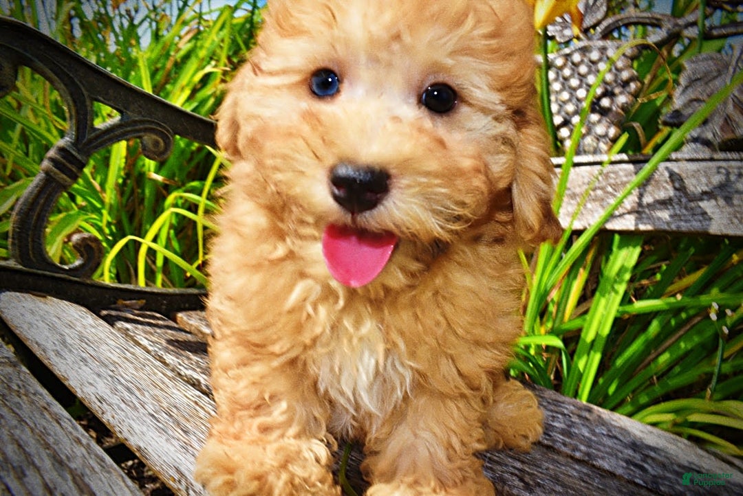 Havapoo dogs for sale: Ember - Image 8
