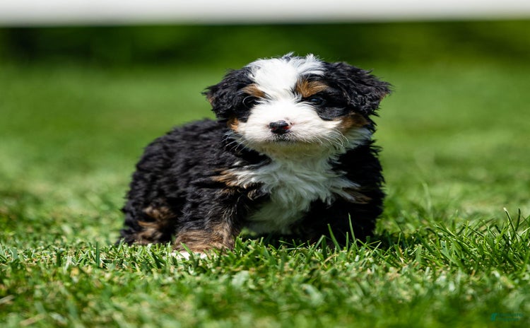 Mini Bernedoodle dogs for sale - Ad 1