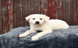 Great Pyrenees dogs for sale: Lucy - Image 3