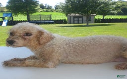 Yorkiepoo dogs for sale: Sally - Image 25