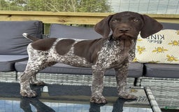 German Shorthaired Pointer dogs for sale: Dottie - Image 1