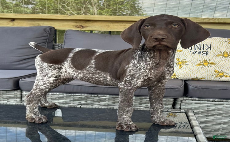 German Shorthaired Pointer dogs for sale - Ad 1
