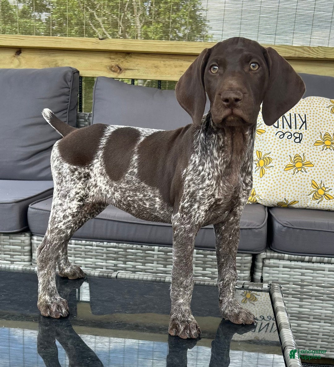 German Shorthaired Pointer dogs for sale: Dottie - Image 1