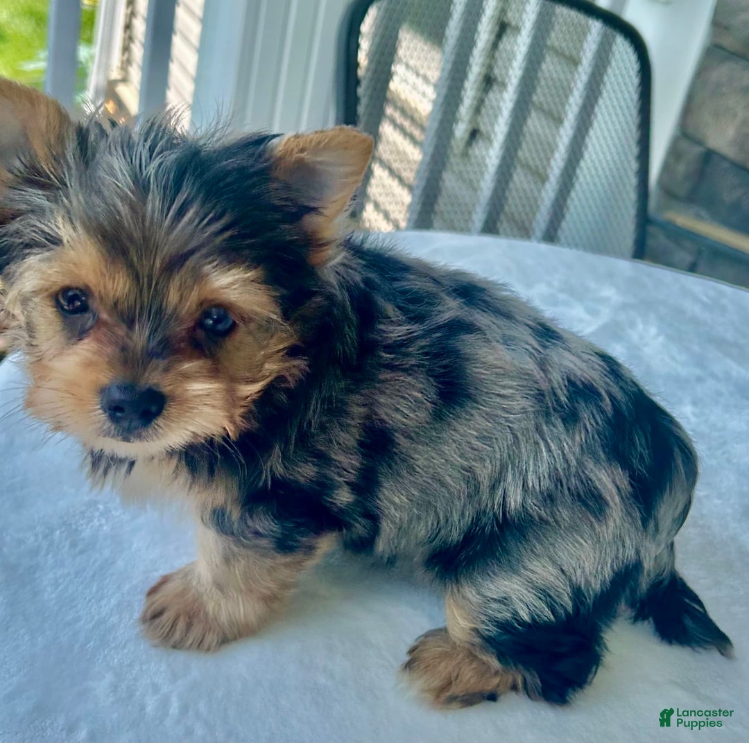 Yorkshire Terrier dogs for sale: Bo - Image 3