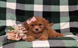 Cavapoo dogs for sale: Kaylene Toy Size Hypoallergenic - Image 3