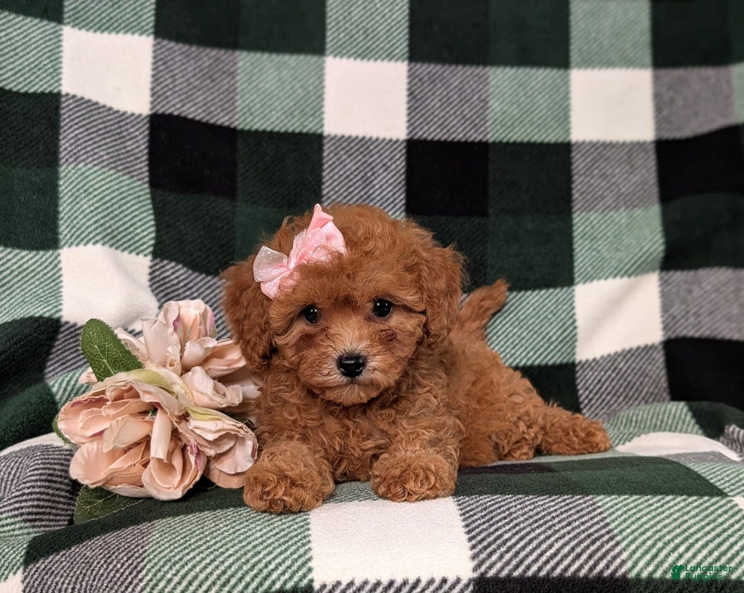 Cavapoo dogs for sale: Kaylene Toy Size Hypoallergenic - Image 3