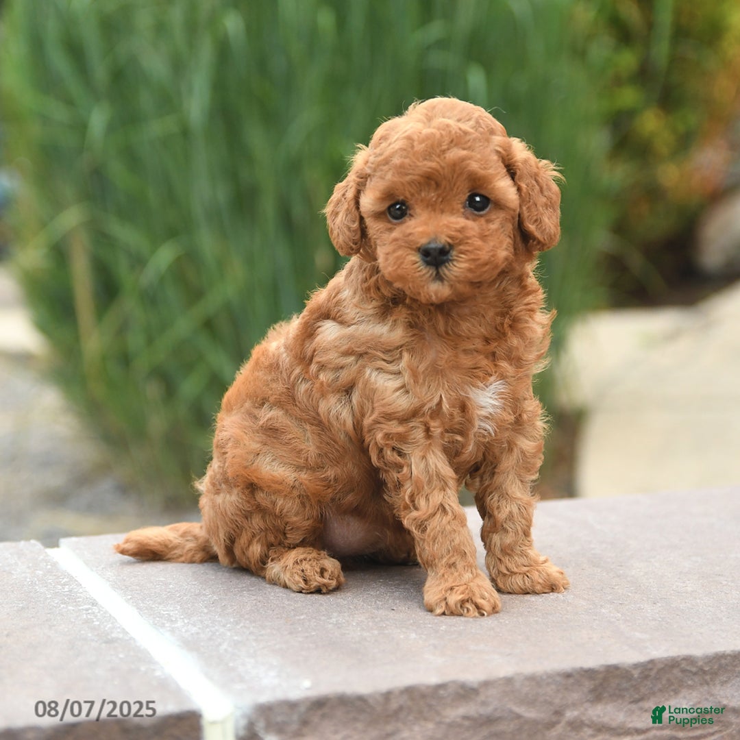 Toy Poodle dogs for sale: Natalie - Image 2