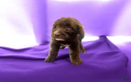 Labradoodle dogs for sale: Brie - Image 1