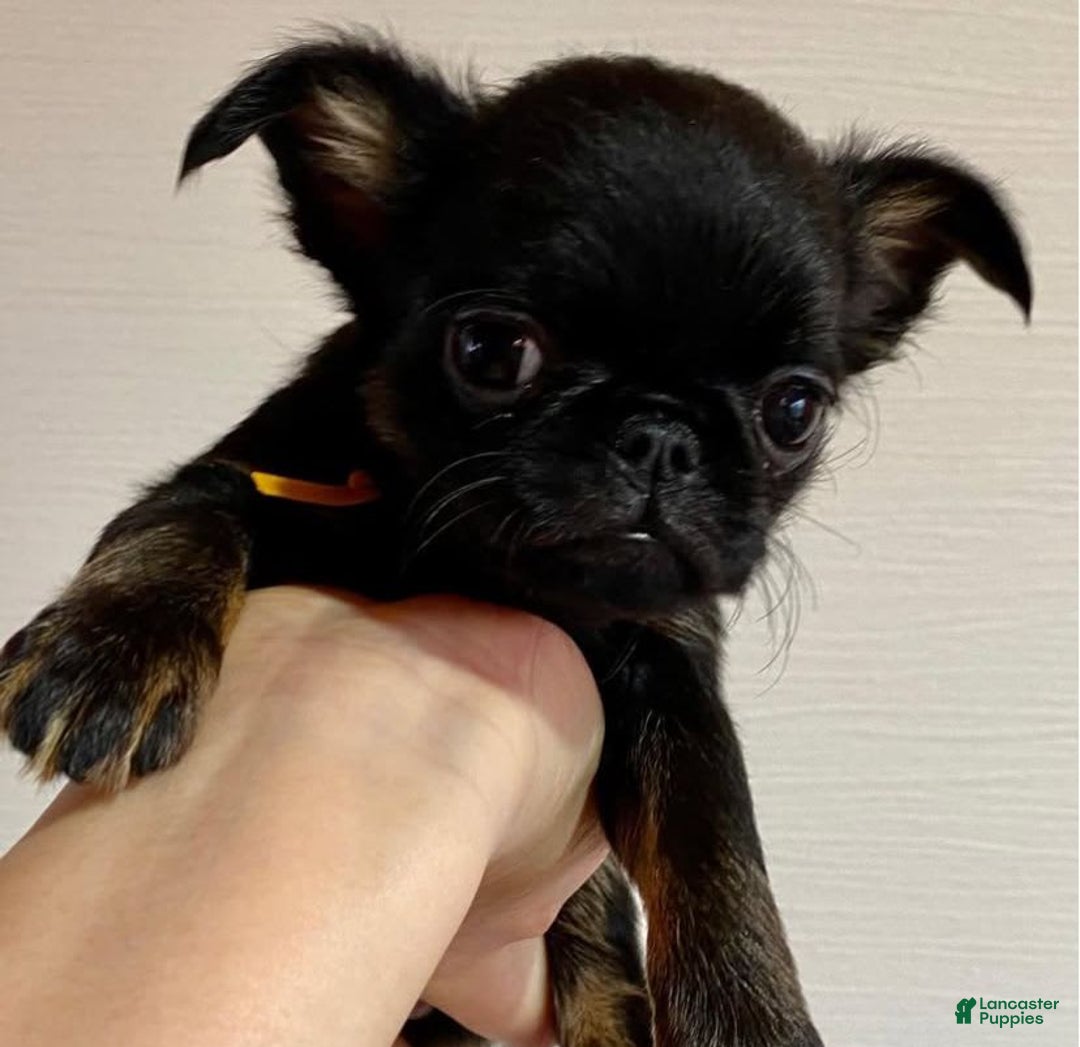 Brussels Griffon dogs for sale: Vince - Image 3