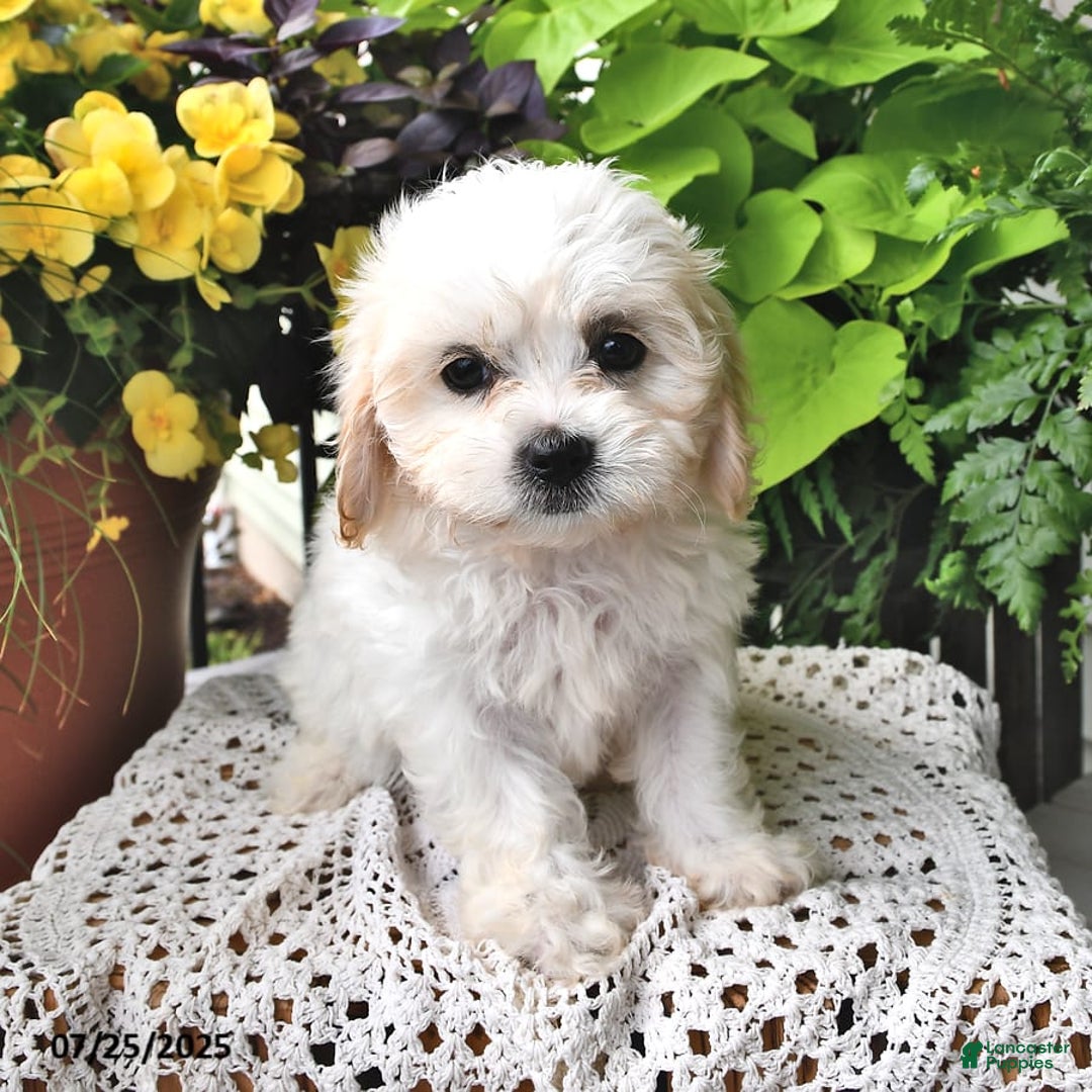 Cavachon dogs for sale: Millie - Image 7