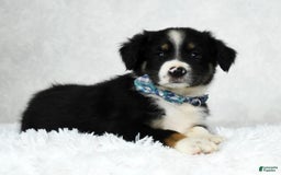 Miniature Australian Shepherd dogs for sale: Wyatt - Image 3