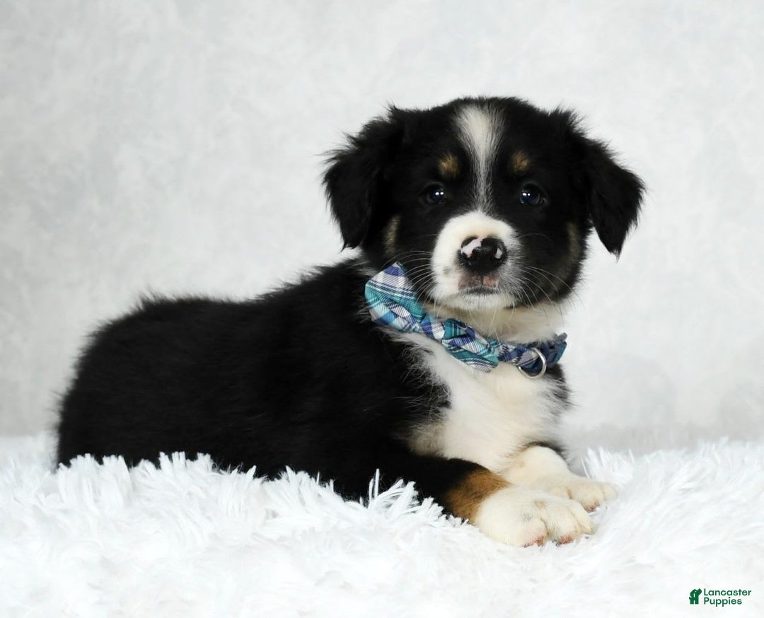 Miniature Australian Shepherd dogs for sale: Wyatt - Image 3