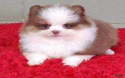 Pomeranian dogs for sale: Gunner - Image 1