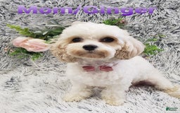 Cavapoo dogs for sale: Honey - Image 5