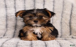 Yorkshire Terrier dogs for sale: Toby - Image 3