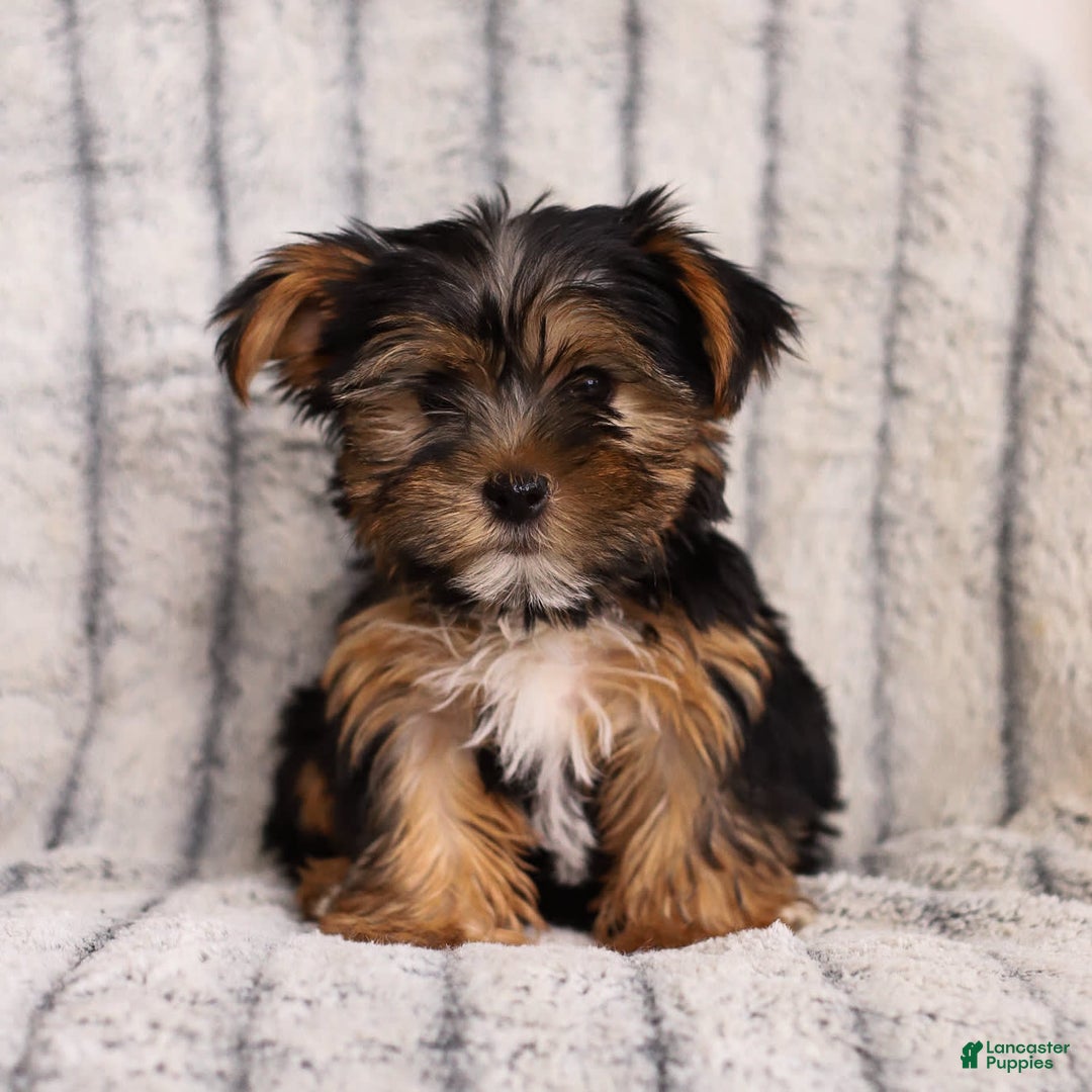 Yorkshire Terrier dogs for sale: Toby - Image 3