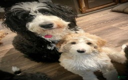 Bernedoodle dogs for sale: Cruz - Image 6
