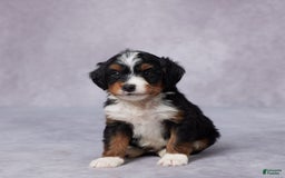 Mini Bernedoodle dogs for sale: Aden - Image 1