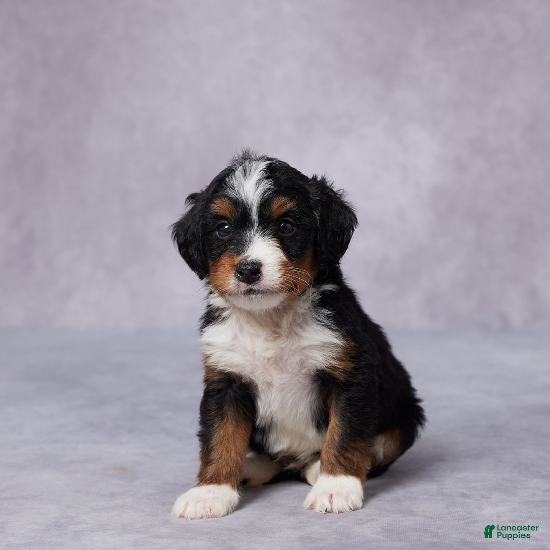 Mini Bernedoodle dogs for sale: Aden - Image 1