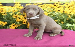 Labrador Retriever dogs for sale: Candice - Image 2