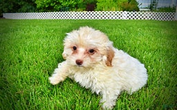 Havapoo dogs for sale: Vanilla - Image 4