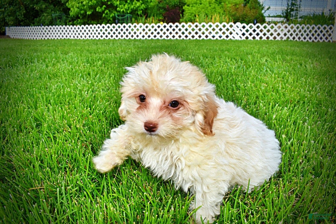 Havapoo dogs for sale: Vanilla - Image 4