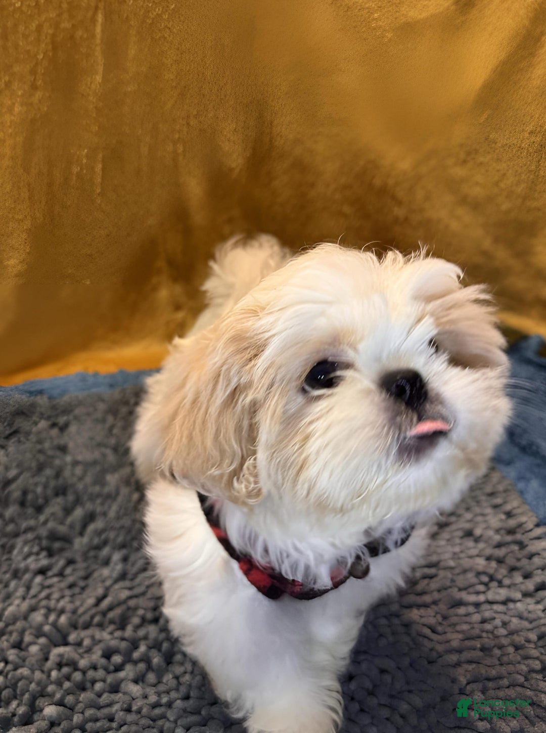 Shih Tzu dogs for sale: Mystical - Image 7